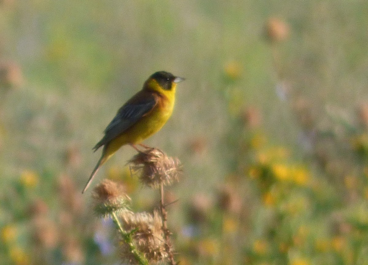 Black-headed Bunting - ML647042103