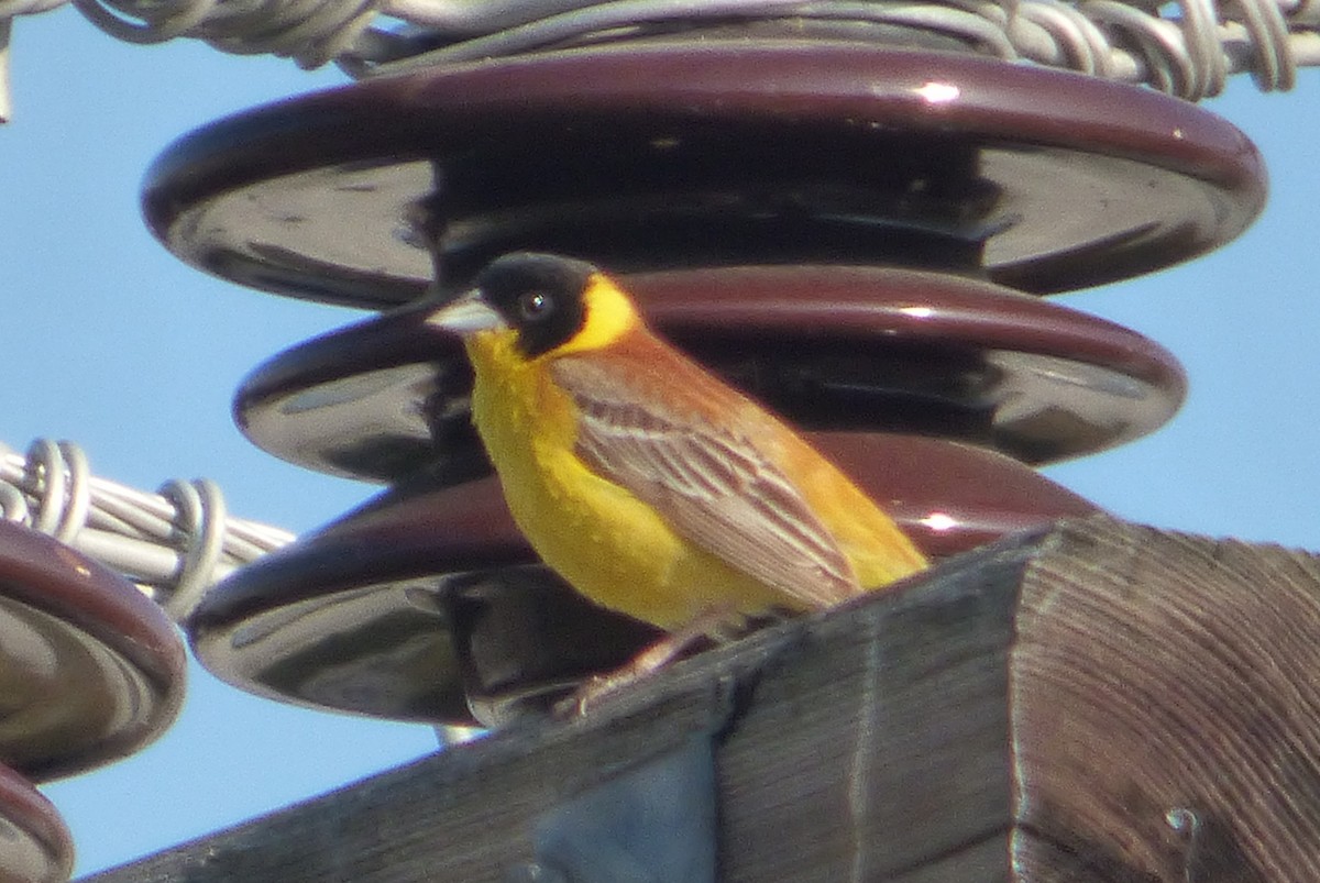 Black-headed Bunting - ML647042104