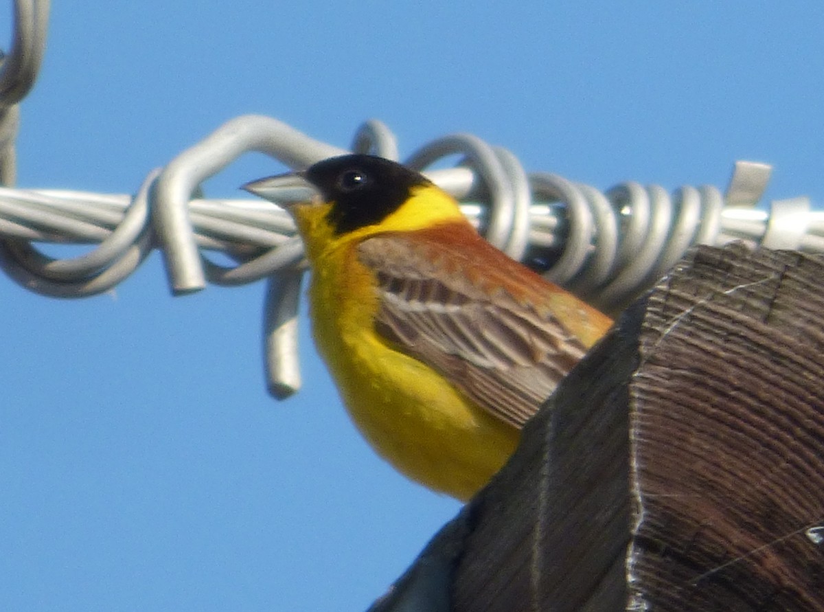 Black-headed Bunting - ML647042105
