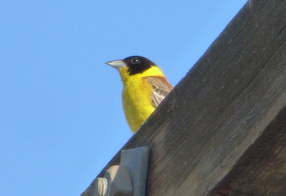 Black-headed Bunting - ML647042106