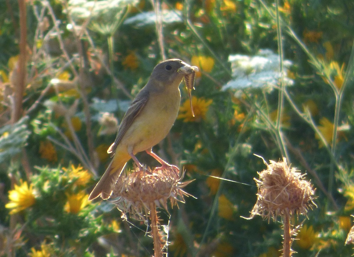 Black-headed Bunting - ML647042108