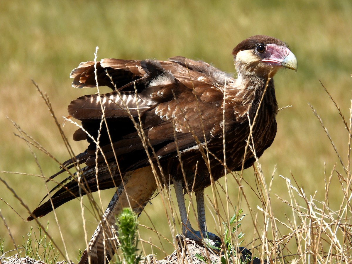 Crested Caracara - ML647042112