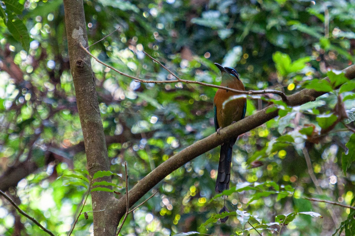diademmotmot - ML647042119