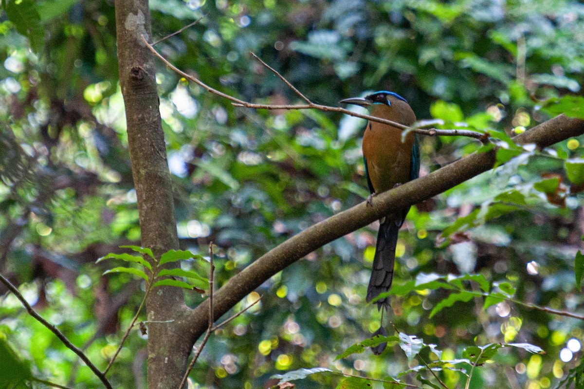 diademmotmot - ML647042120