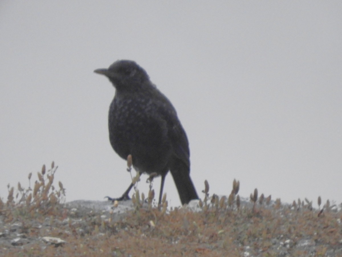 modravec siný - ML647042121