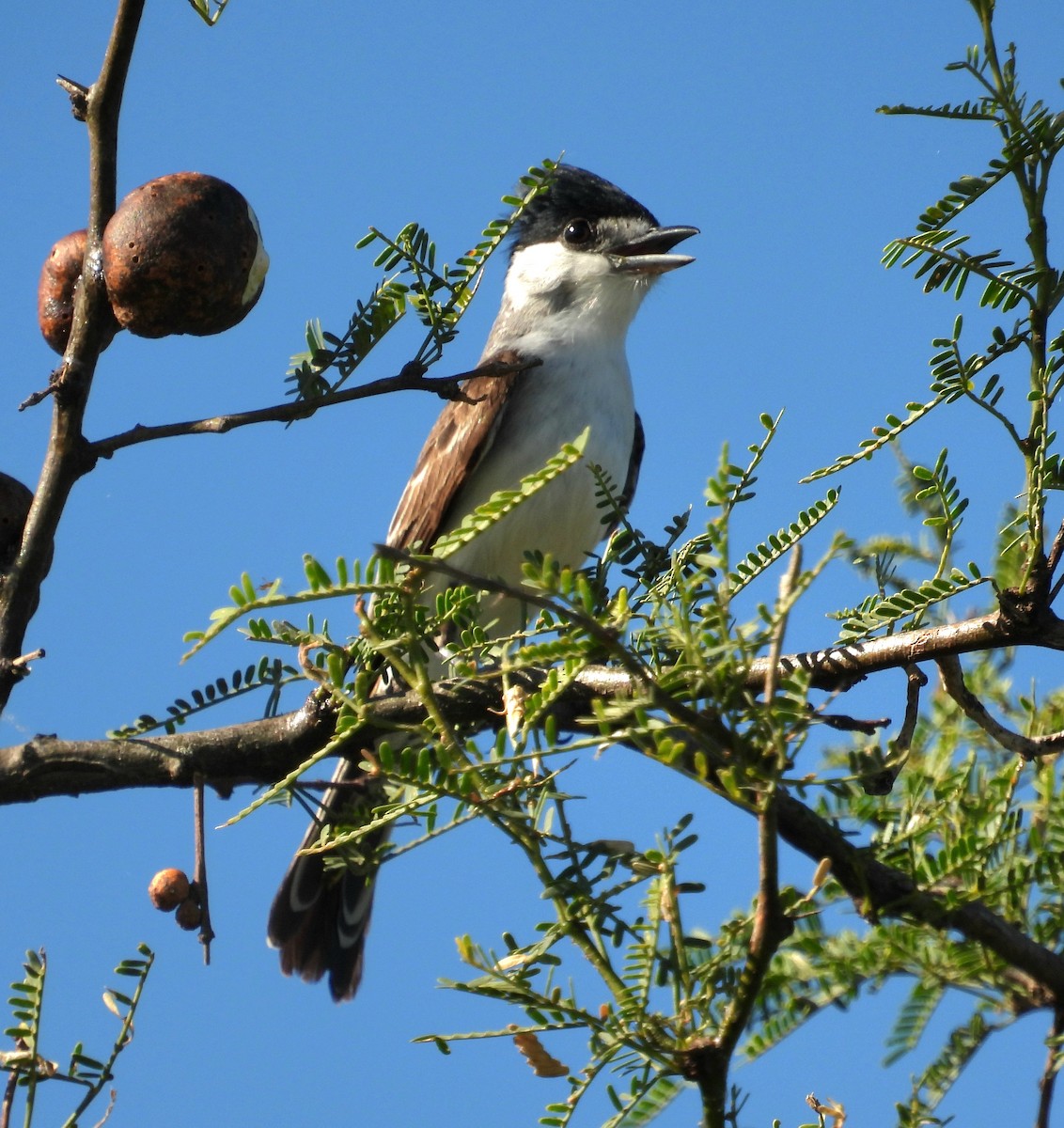 White-naped Xenopsaris - ML647042124