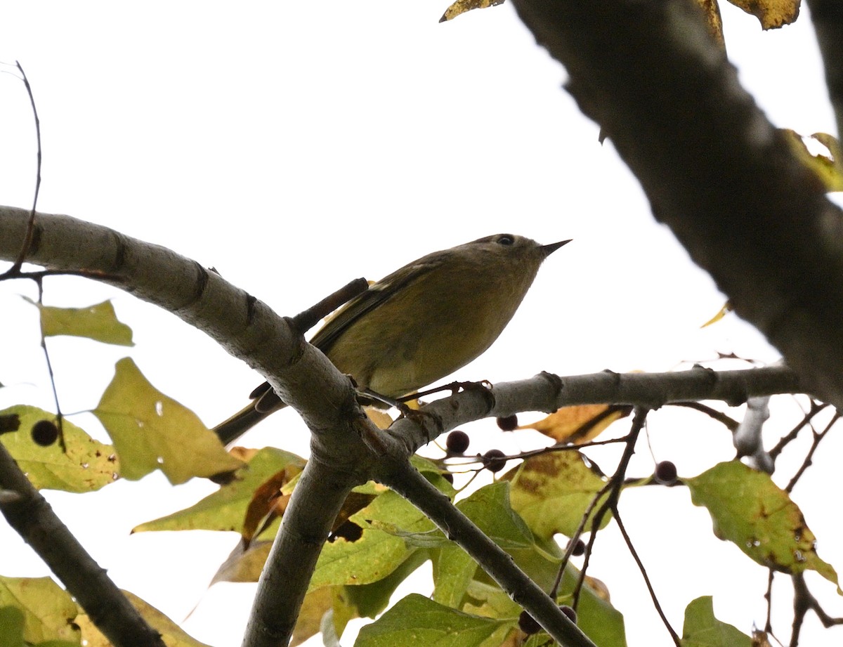 Ruby-crowned Kinglet - ML647042127