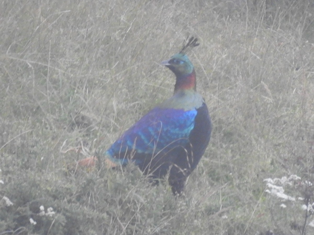Himalayan Monal - ML647042128
