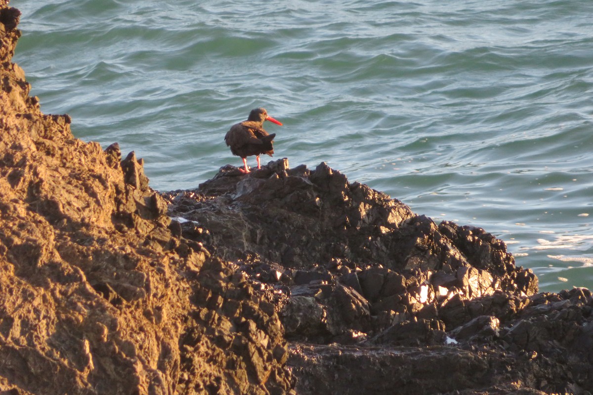 ústřičník západní - ML647042154