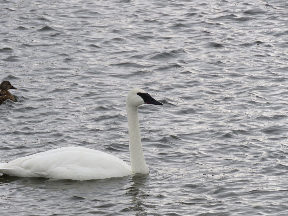 ナキハクチョウ - ML647042155