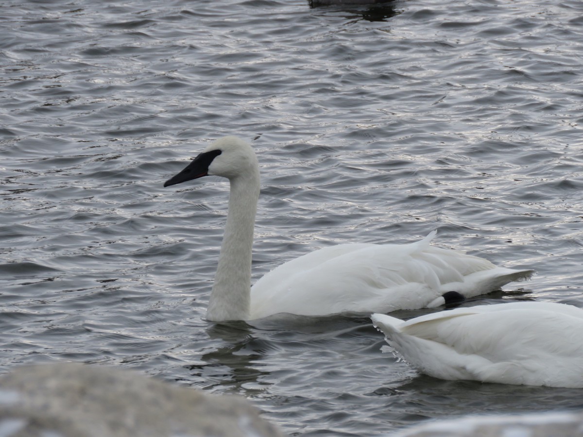 ナキハクチョウ - ML647042156