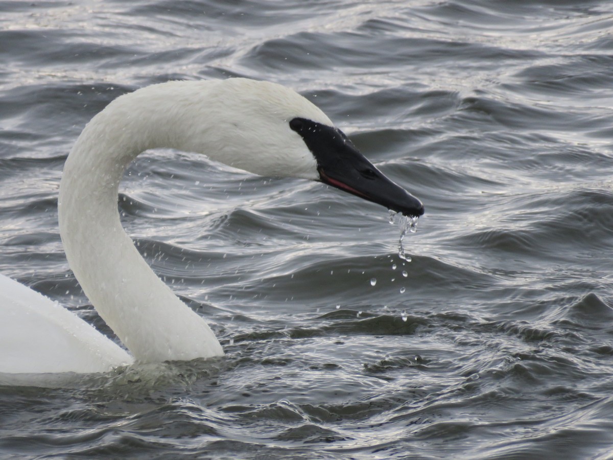 ナキハクチョウ - ML647042157