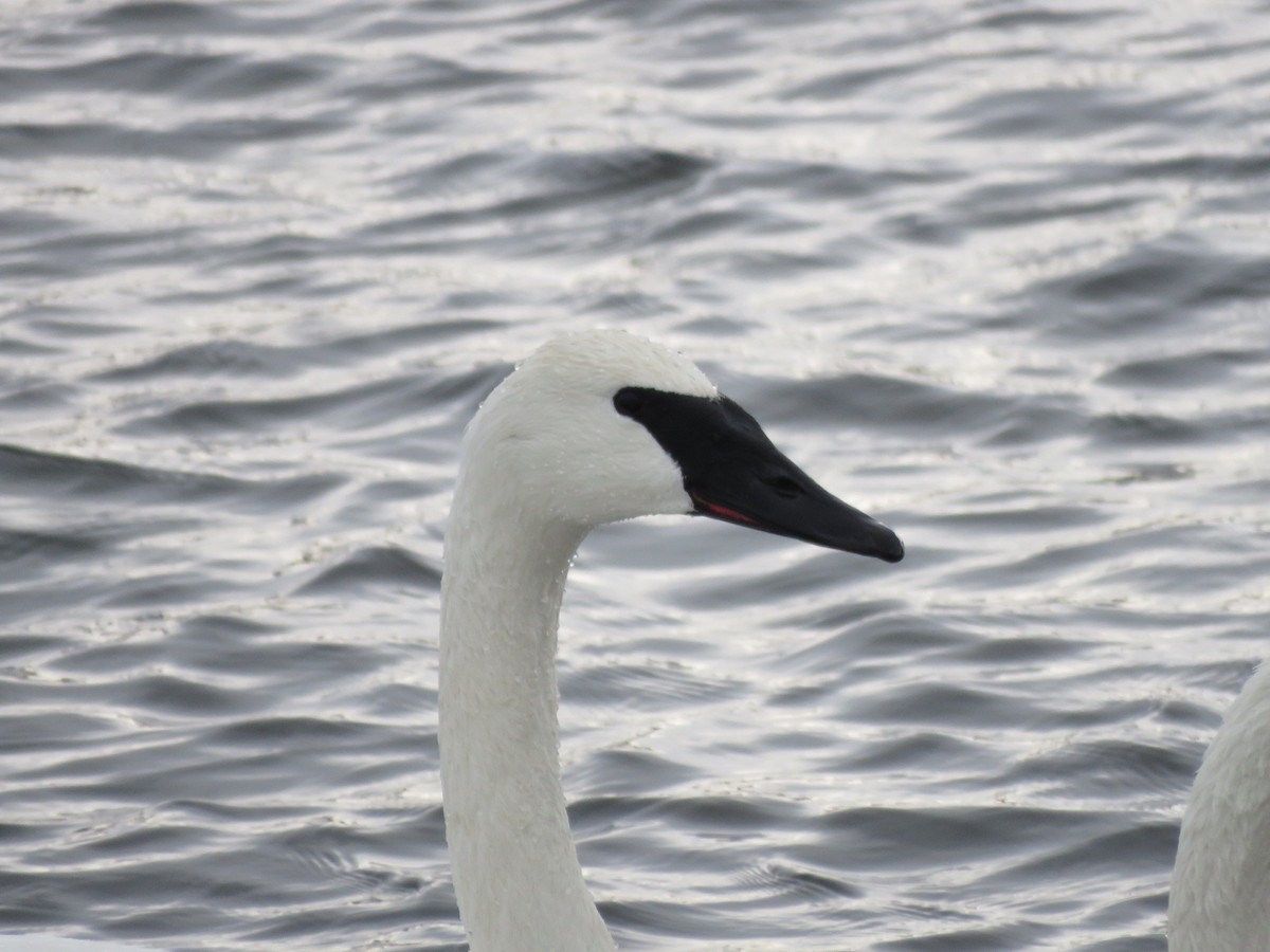 ナキハクチョウ - ML647042158