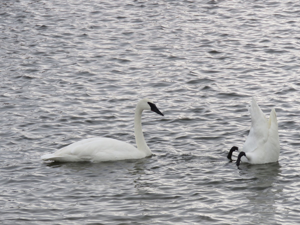 ナキハクチョウ - ML647042159