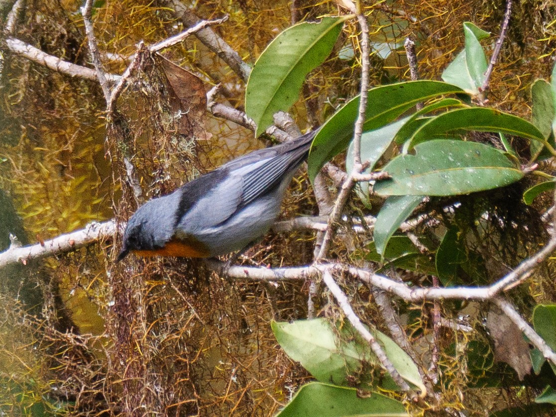 Alev Gerdanlı Ötleğen - ML647042165