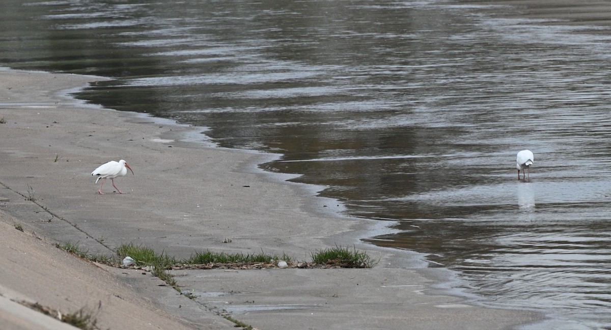 White Ibis - ML647042170