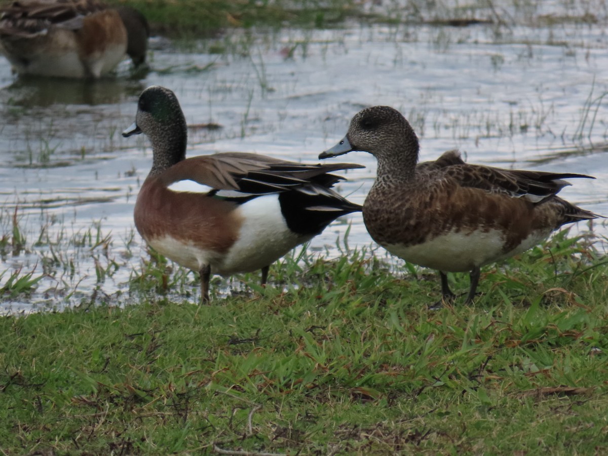 Свищ американський - ML647042172