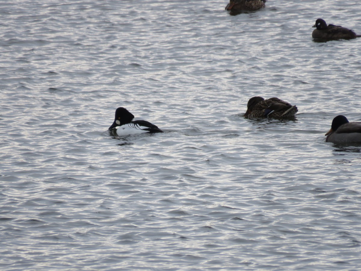 ホオジロガモ - ML647042174