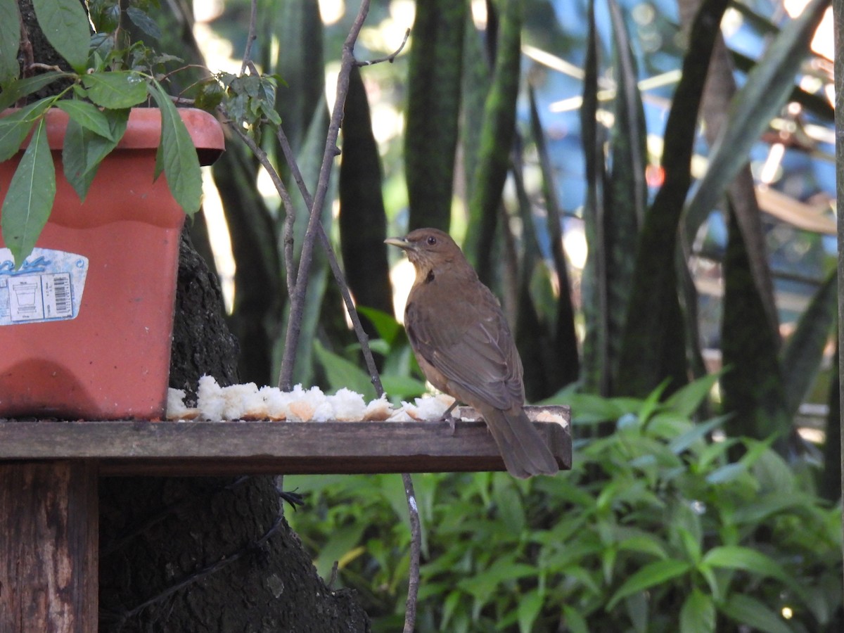 Merle fauve - ML647042181