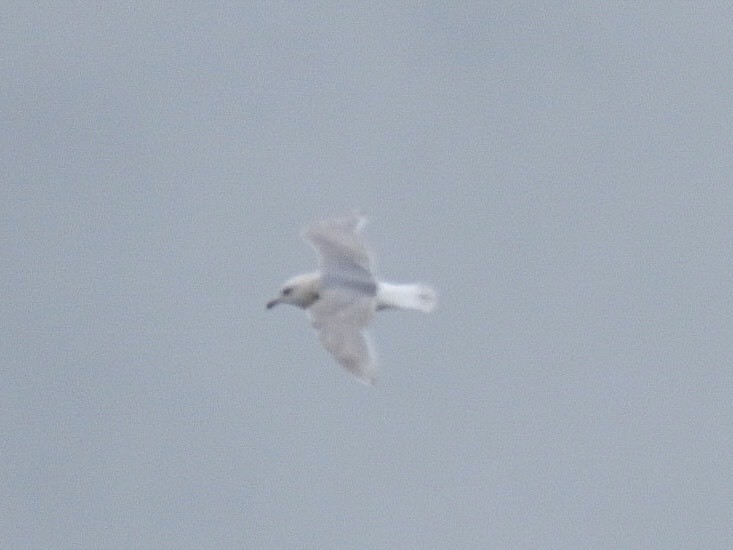 アイスランドカモメ - ML647042189