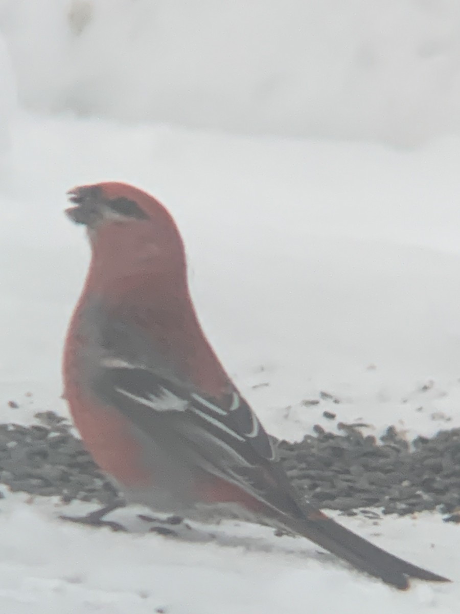 פתיאלי אורנים - ML647042191