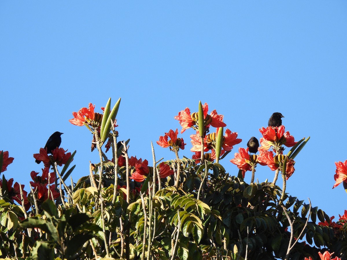 Bronzed Cowbird - ML647042194