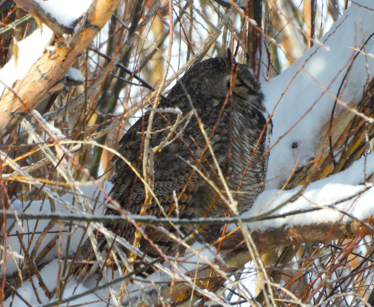 アメリカワシミミズク - ML647042195