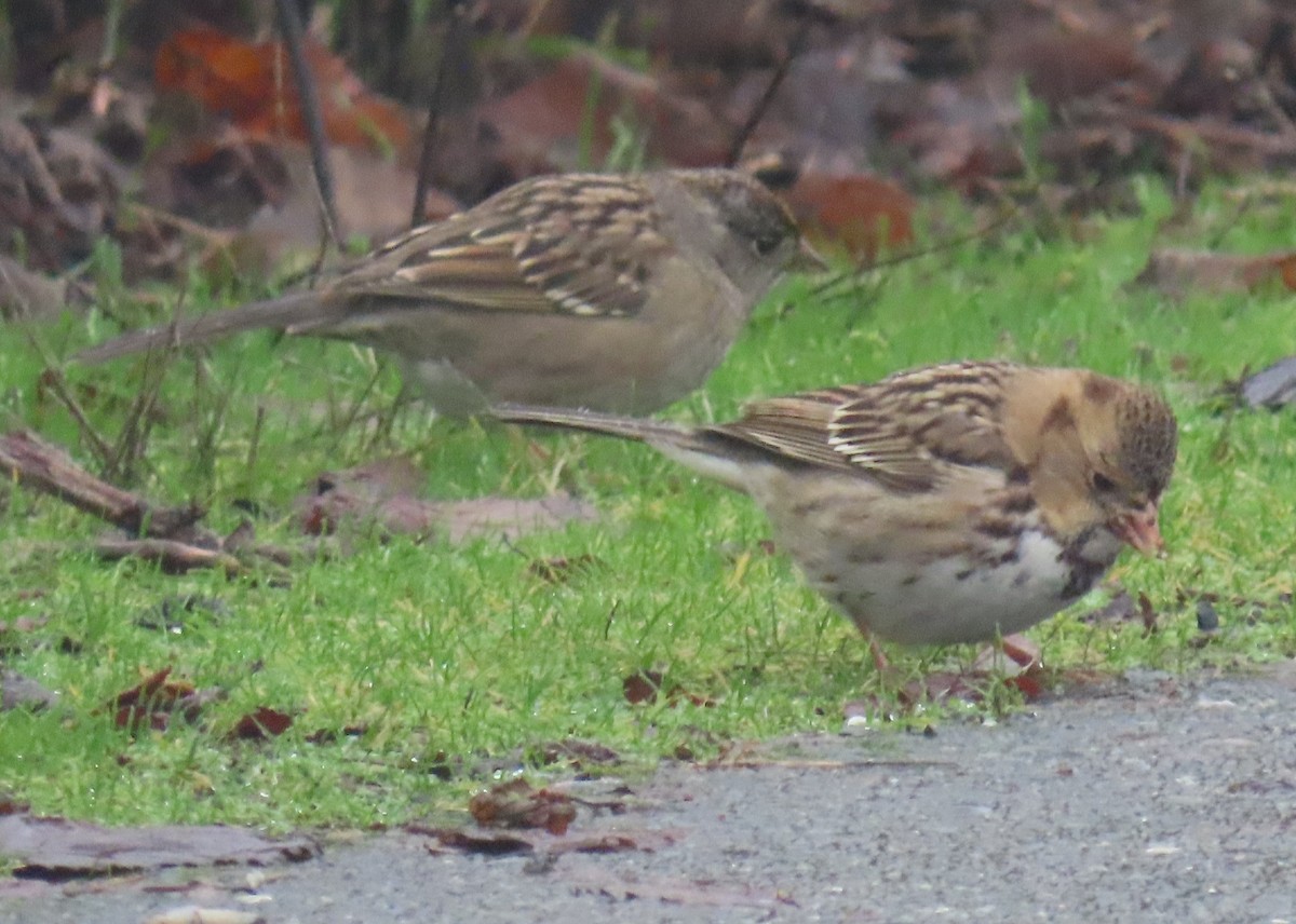 granspurv - ML647042197