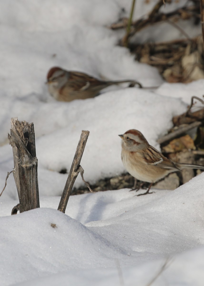 Hudson Körfezi Serçesi - ML647042201