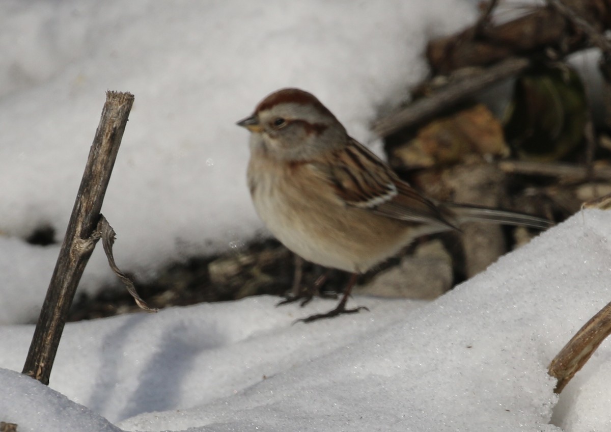 Hudson Körfezi Serçesi - ML647042206