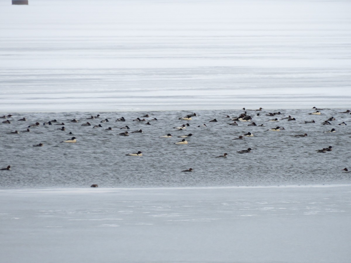 カワアイサ - ML647042207