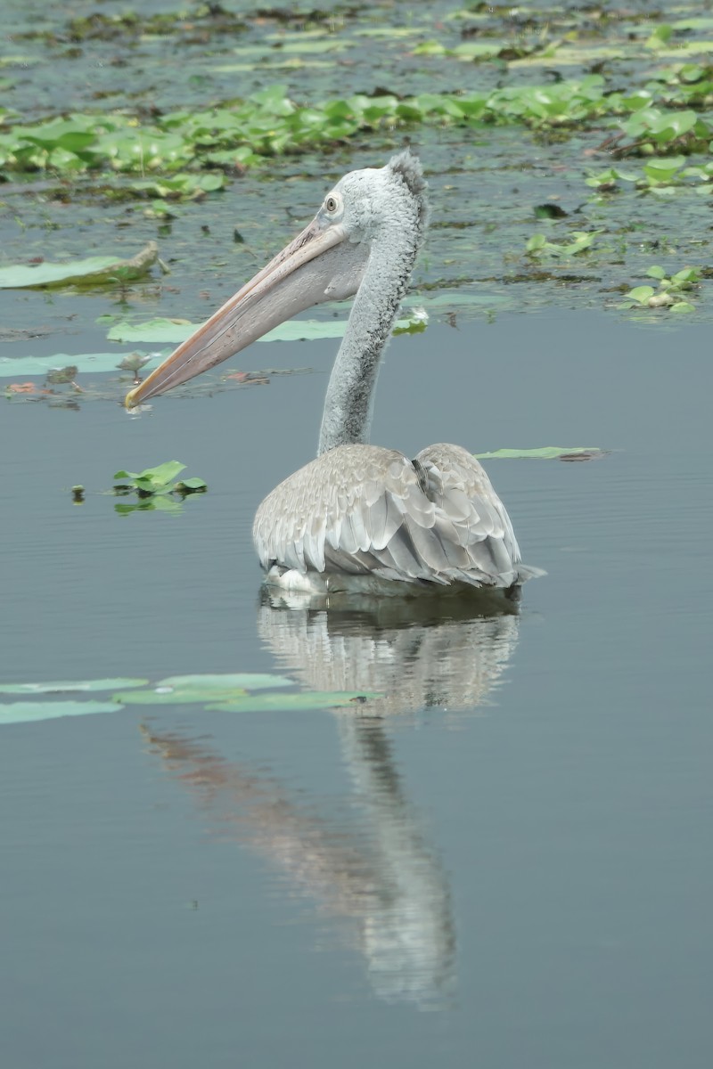 Pelikano tantoduna - ML647042209