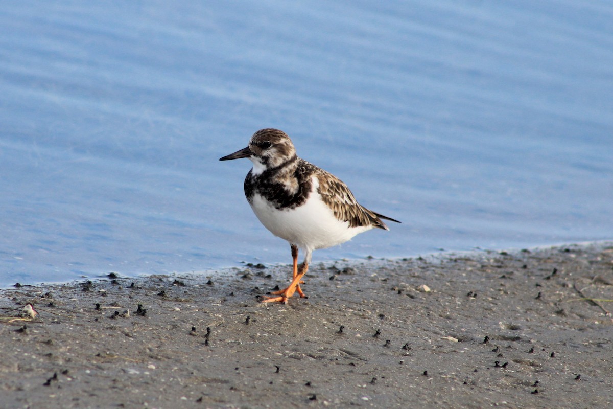 Voltapietre - ML647042215