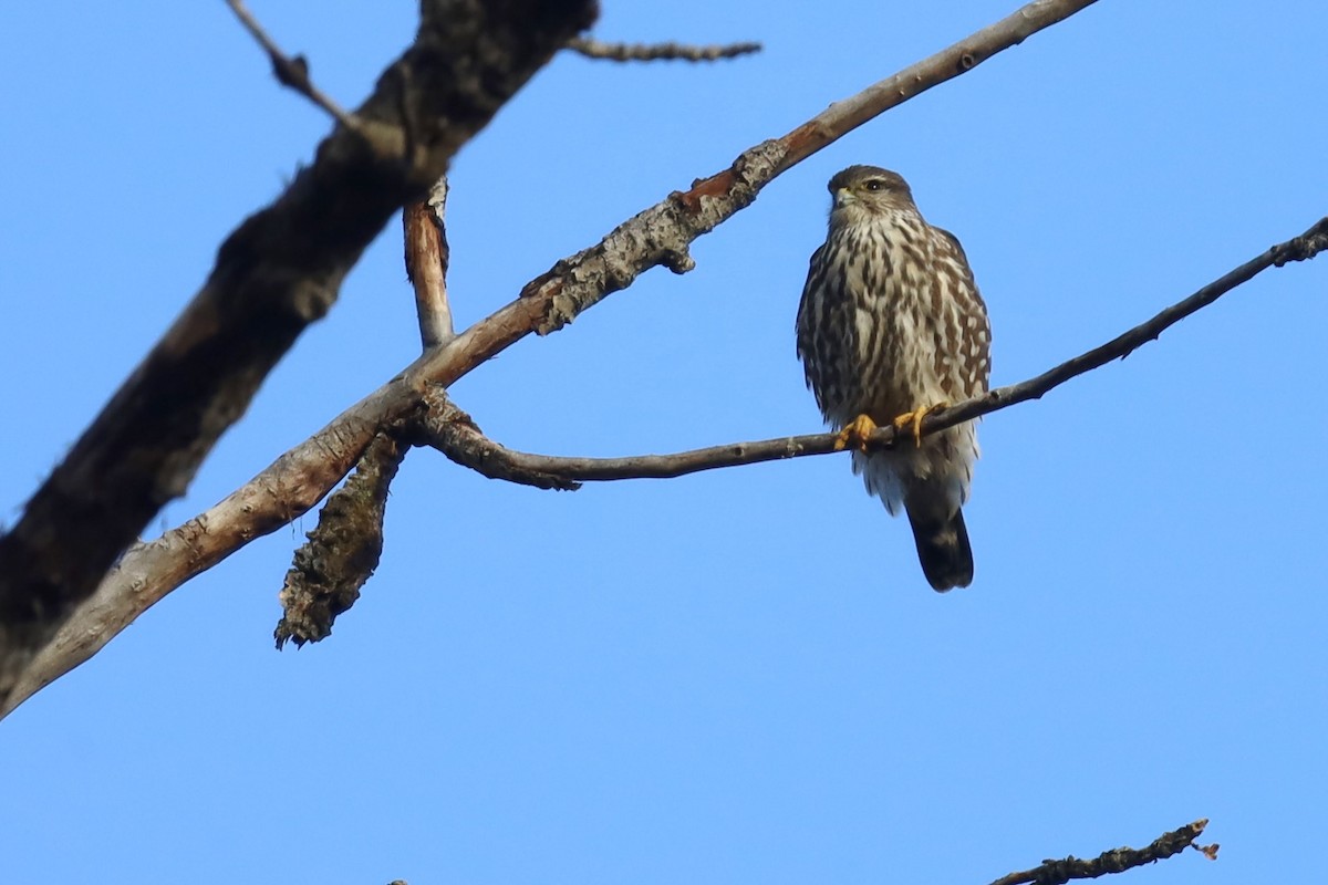 Merlin - ML647042223