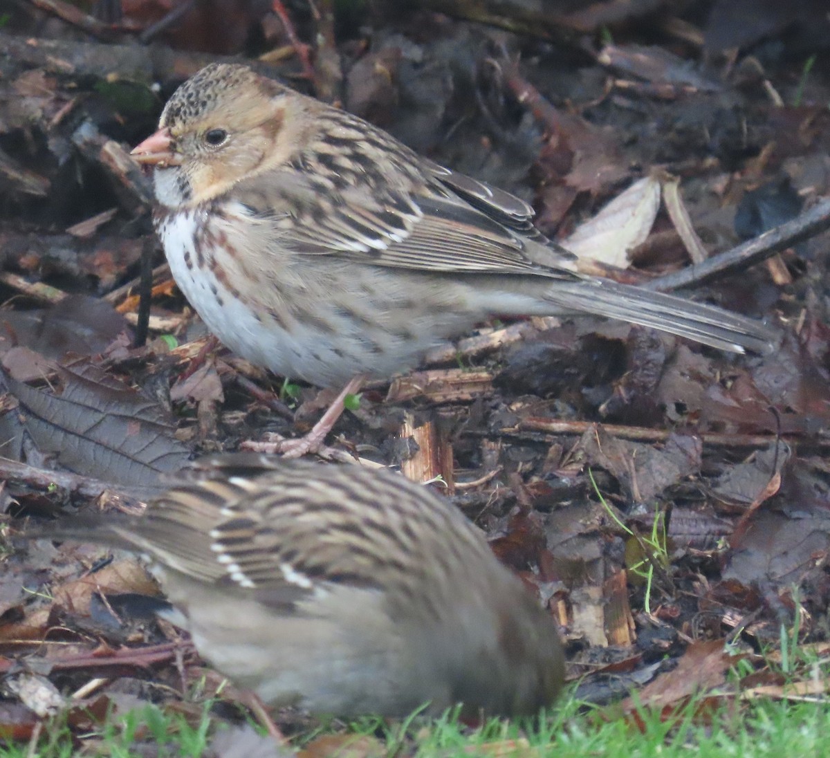 granspurv - ML647042224