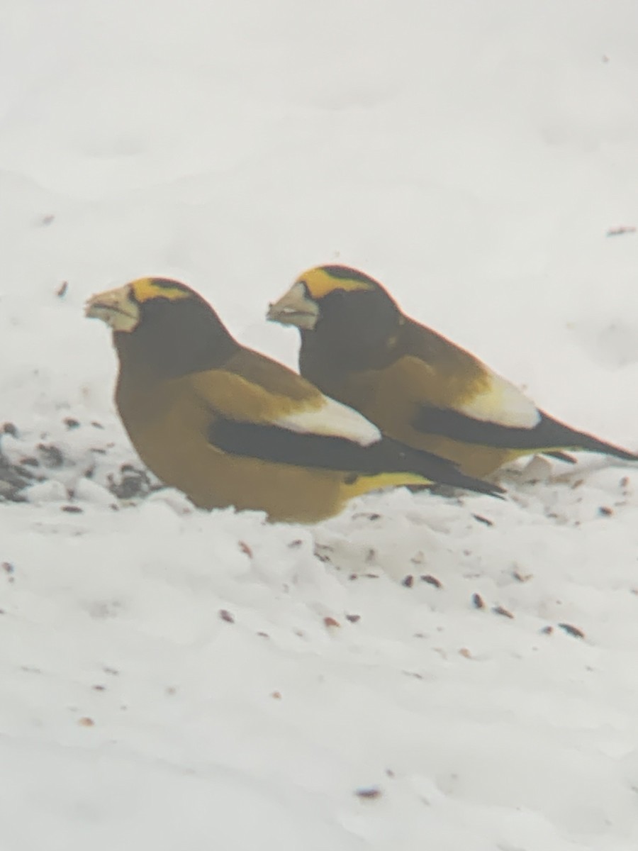 Evening Grosbeak - ML647042235