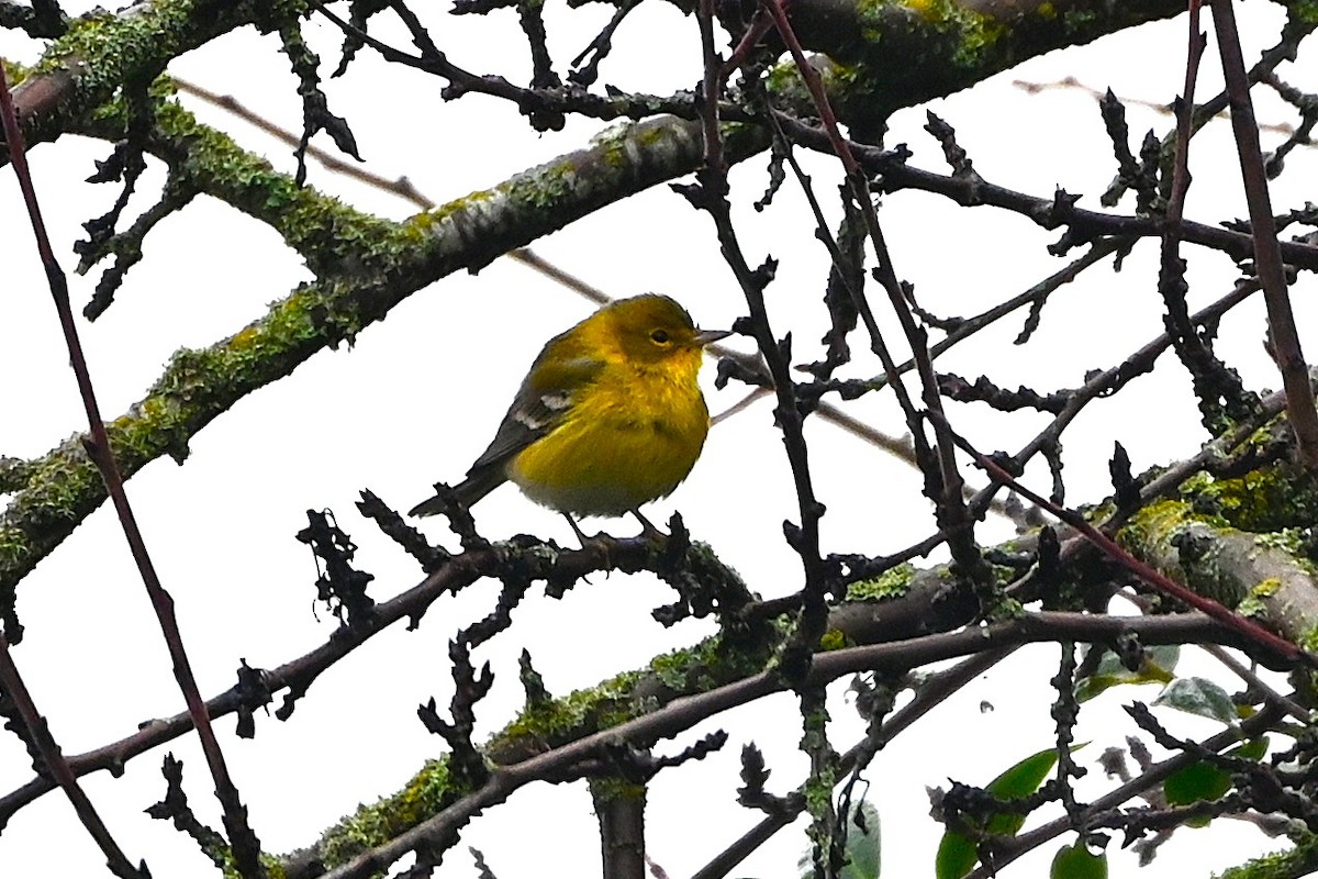 סבכון אורנים - ML647042241