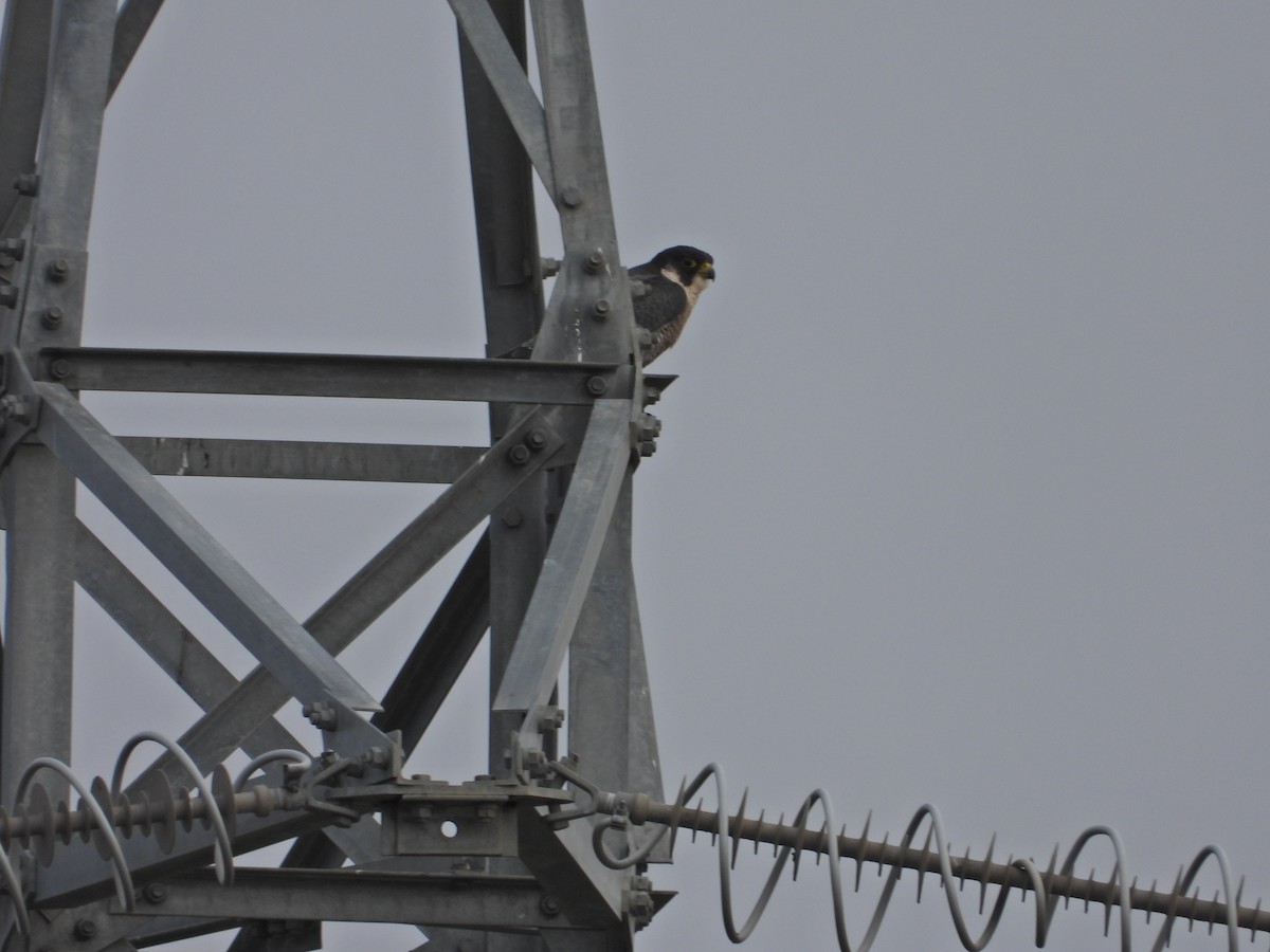 sokol stěhovavý - ML647042242