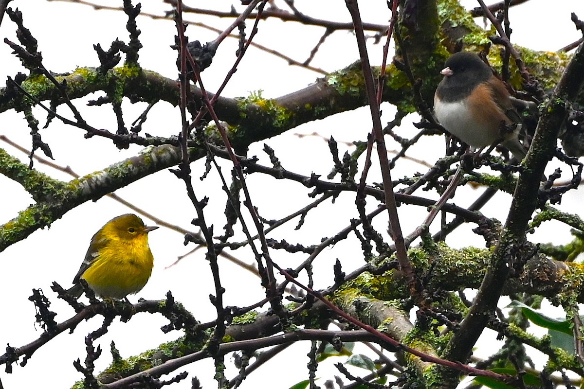 סבכון אורנים - ML647042243
