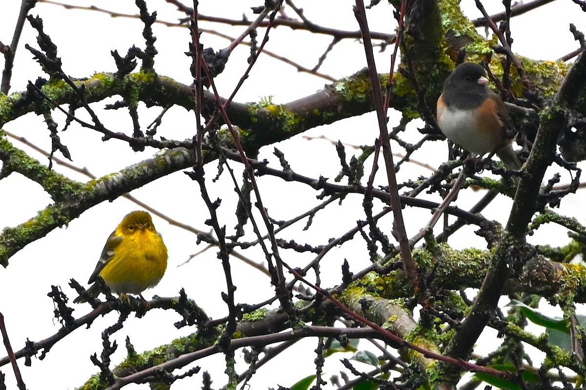 סבכון אורנים - ML647042244