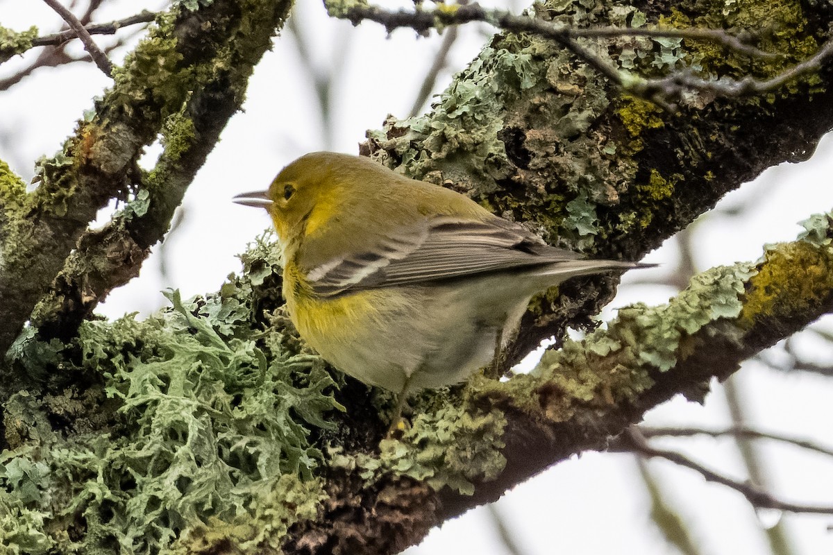 סבכון אורנים - ML647042247