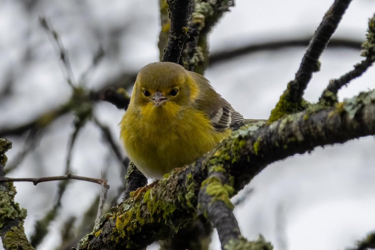 סבכון אורנים - ML647042248