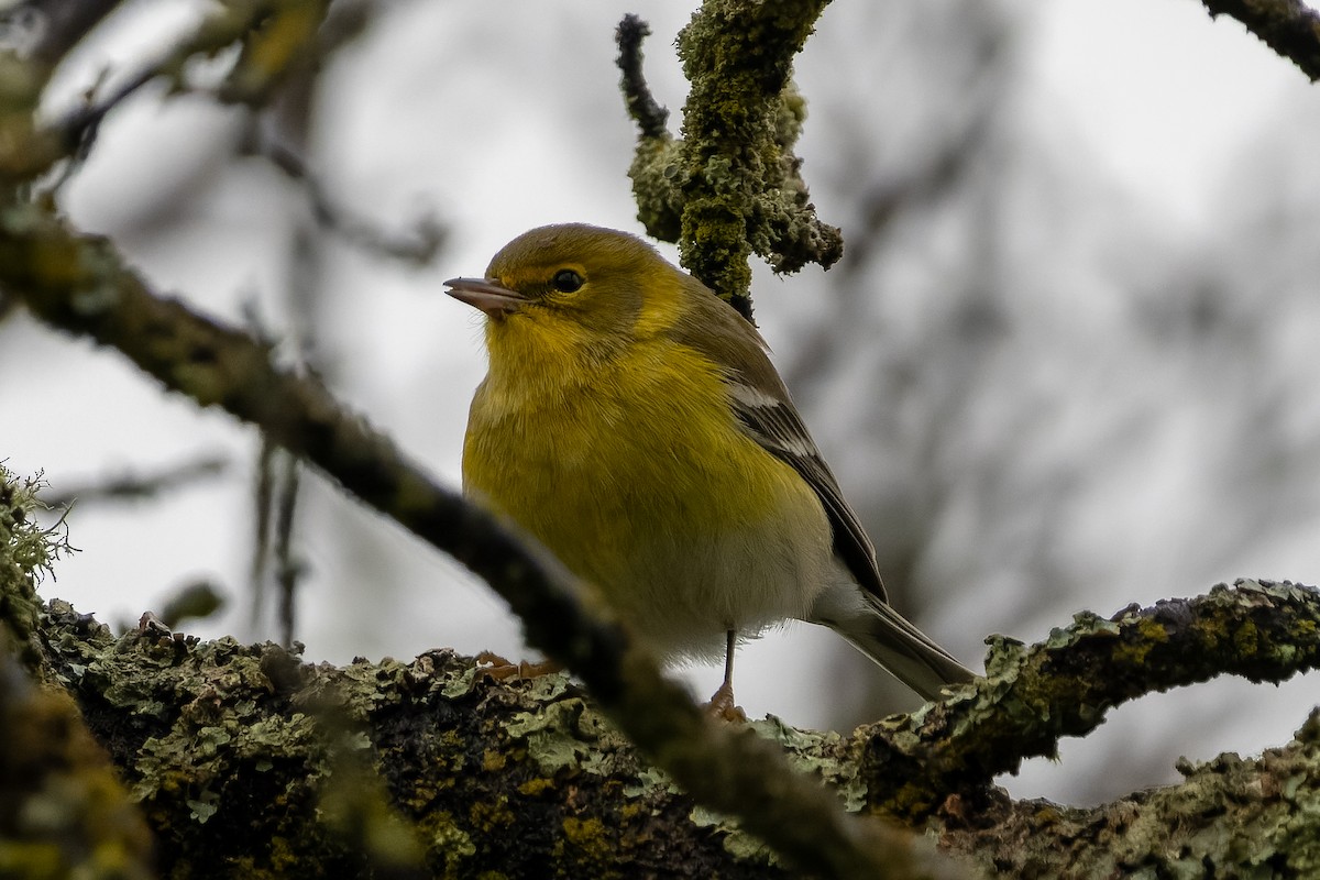 סבכון אורנים - ML647042249