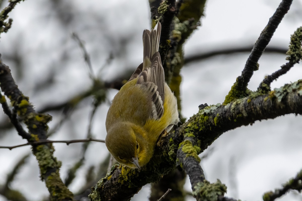 סבכון אורנים - ML647042250