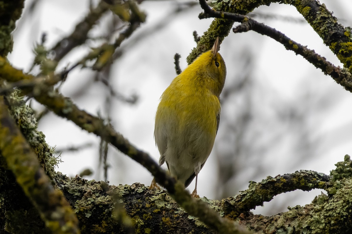 סבכון אורנים - ML647042251