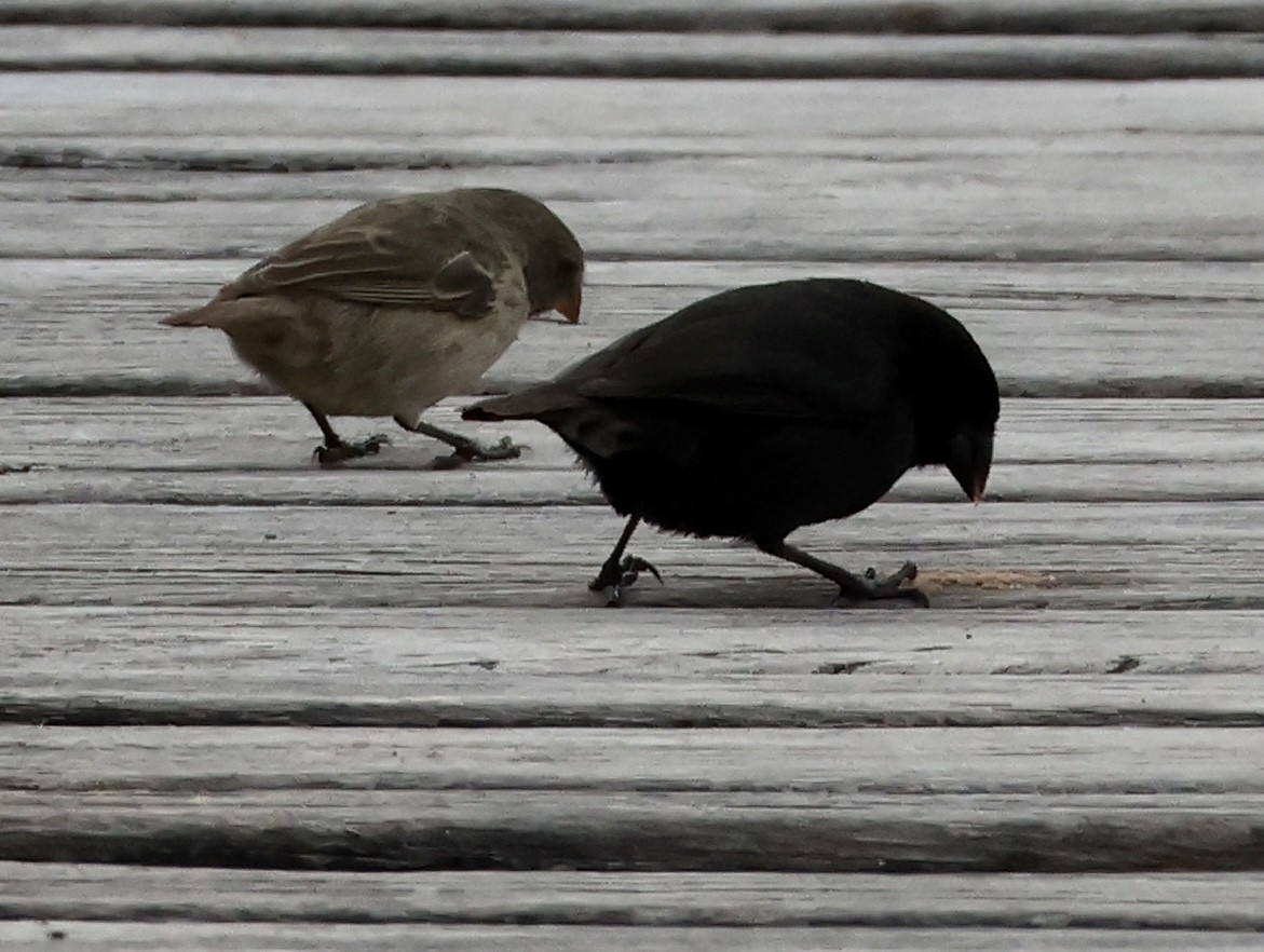 Medium Ground-Finch - ML647042256