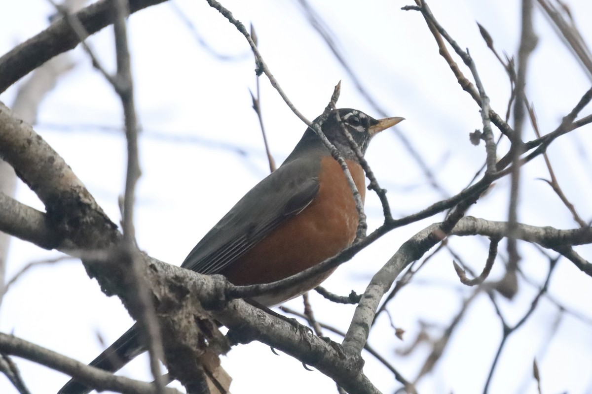 American Robin - ML647042260