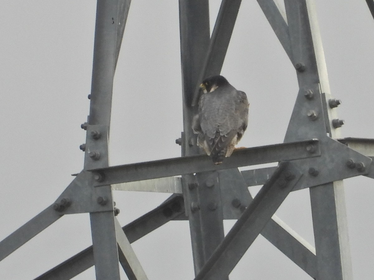 sokol stěhovavý - ML647042261