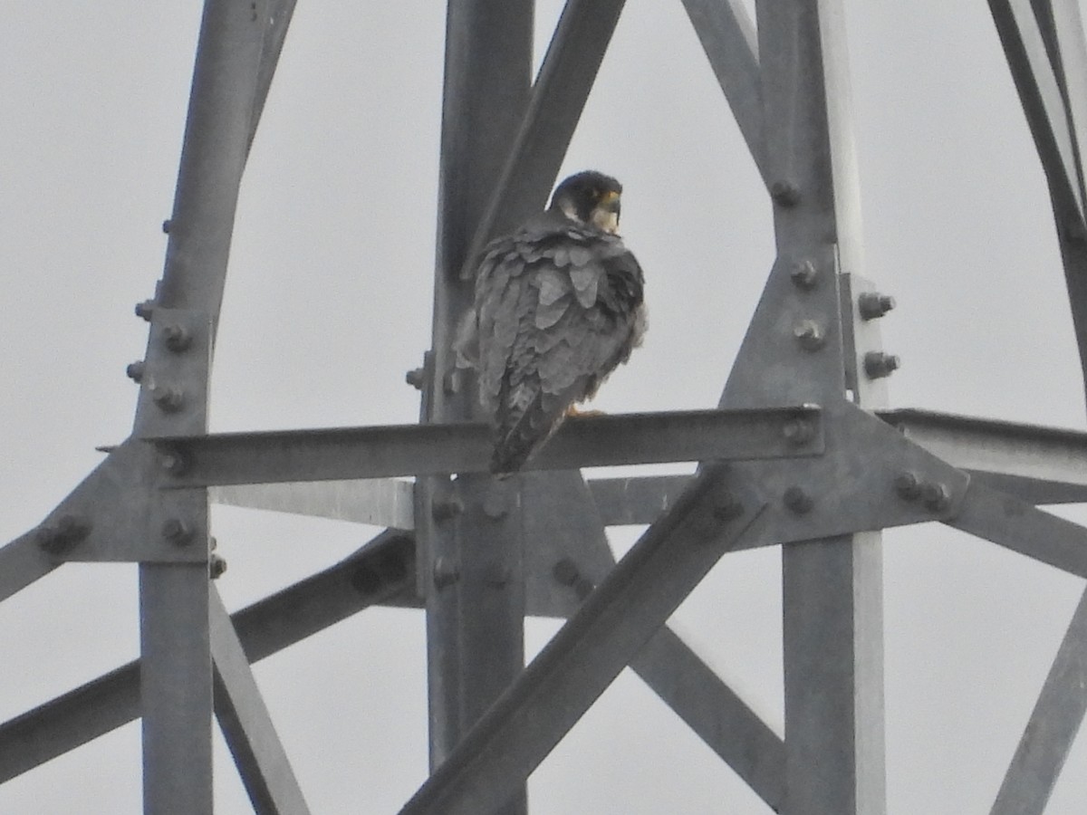 sokol stěhovavý - ML647042262