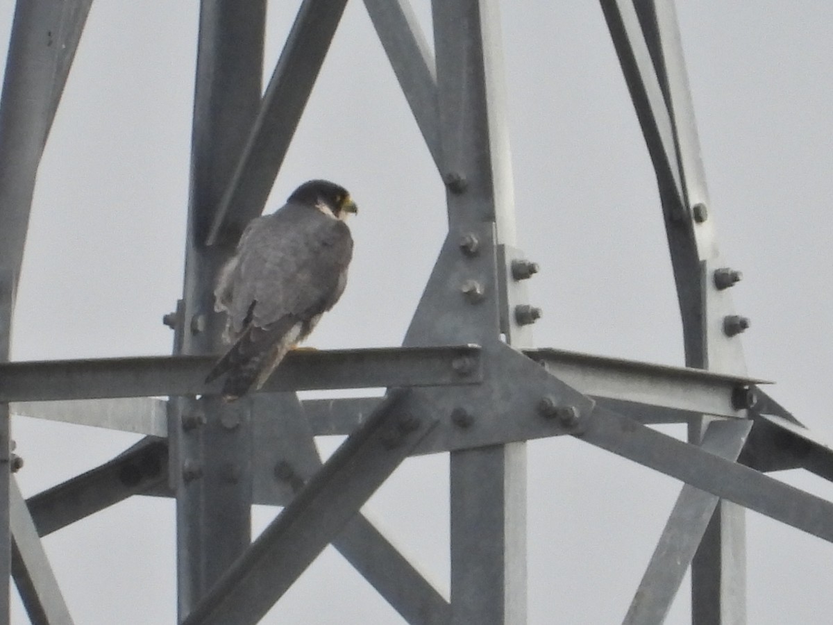 sokol stěhovavý - ML647042263